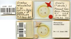 Ovatus reticulatus by the Smithsonian. Used under a CC0 license.