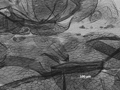 Ovatus reticulatus by the Smithsonian. Used under a CC0 license.