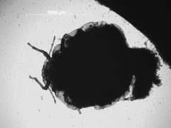 Pemphigus fraxinidipetalae by the Smithsonian. Used under a CC0 license.