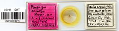 Pemphigus knowltoni by the Smithsonian. Used under a CC0 license.