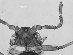Pemphigus knowltoni by the Smithsonian. Used under a CC0 license.