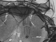 Pemphigus monophagus by the Smithsonian. Used under a CC0 license.