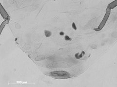 Pemphigus monophagus by the Smithsonian. Used under a CC0 license.