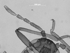 Pemphigus monophagus by the Smithsonian. Used under a CC0 license.