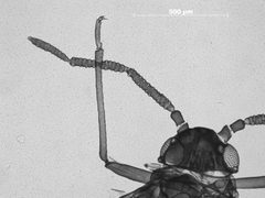 Pemphigus nortonii by the Smithsonian. Used under a CC0 license.