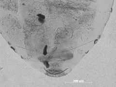 Pemphigus nortonii by the Smithsonian. Used under a CC0 license.