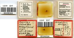 Pemphigus nortonii by the Smithsonian. Used under a CC0 license.