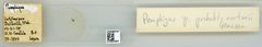 Pemphigus (Pemphigus) nortonii by the Smithsonian. Used under a CC0 license.