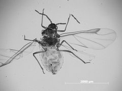 Pemphigus nortonii by the Smithsonian. Used under a CC0 license.