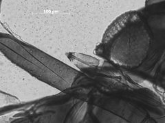 Pemphigus nortonii by the Smithsonian. Used under a CC0 license.