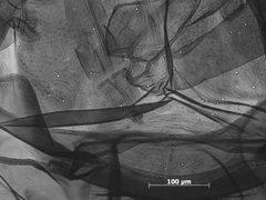 Pemphigus obesinymphae by the Smithsonian. Used under a CC0 license.