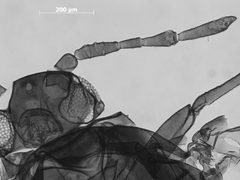 Pemphigus obesinymphae by the Smithsonian. Used under a CC0 license.