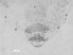 Pemphigus obesinymphae by the Smithsonian. Used under a CC0 license.