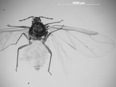 Pemphigus obesinymphae by the Smithsonian. Used under a CC0 license.