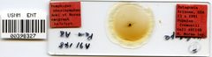 Pemphigus obesinymphae by the Smithsonian. Used under a CC0 license.