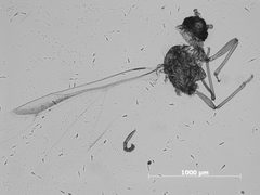 Pemphigus populiglobuli by the Smithsonian. Used under a CC0 license.