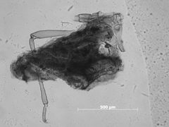 Pemphigus populiglobuli by the Smithsonian. Used under a CC0 license.