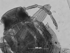 Pemphigus populitransversus by the Smithsonian. Used under a CC0 license.