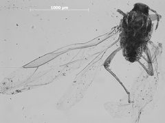 Pemphigus populitransversus by the Smithsonian. Used under a CC0 license.