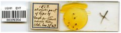 Pemphigus populitransversus by the Smithsonian. Used under a CC0 license.