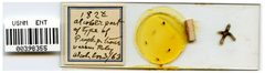 Pemphigus populitransversus by the Smithsonian. Used under a CC0 license.