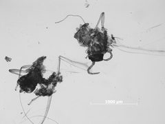 Pemphigus populivenae by the Smithsonian. Used under a CC0 license.