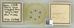 Pemphigus (Pemphigus) populivenae by the Smithsonian. Used under a CC0 license.