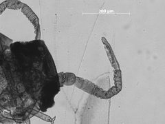 Pemphigus populivenae by the Smithsonian. Used under a CC0 license.