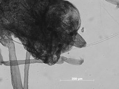 Pemphigus populivenae by the Smithsonian. Used under a CC0 license.
