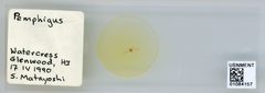 Pemphigus sp. by the Smithsonian. Used under a CC0 license.
