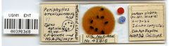 Periphyllus brevispinosus by the Smithsonian. Used under a CC0 license.