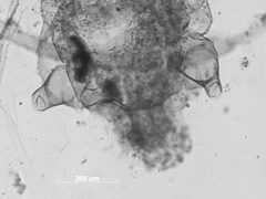 Periphyllus palmerae by the Smithsonian. Used under a CC0 license.