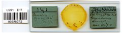 Phorodon cynoglossi by the Smithsonian. Used under a CC0 license.