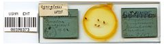 Phorodon cynoglossi by the Smithsonian. Used under a CC0 license.
