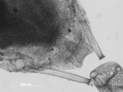 Phorodon cynoglossi by the Smithsonian. Used under a CC0 license.