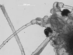 Phorodon cynoglossi by the Smithsonian. Used under a CC0 license.