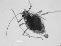 Phorodon cynoglossi by the Smithsonian. Used under a CC0 license.