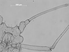 Pleotrichophorus antennarius by the Smithsonian. Used under a CC0 license.