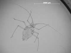 Pleotrichophorus antennarius by the Smithsonian. Used under a CC0 license.