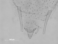Pleotrichophorus antennarius by the Smithsonian. Used under a CC0 license.