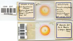 Pleotrichophorus packi brevis by the Smithsonian. Used under a CC0 license.