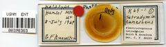 Pleotrichophorus tetradymiae by the Smithsonian. Used under a CC0 license.
