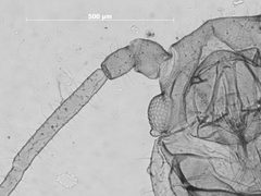 Plocamaphis braggii by the Smithsonian. Used under a CC0 license.