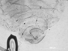 Plocamaphis braggii by the Smithsonian. Used under a CC0 license.