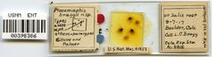 Plocamaphis braggii by the Smithsonian. Used under a CC0 license.
