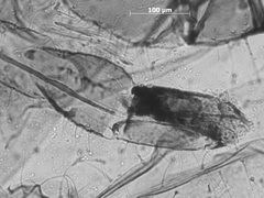 Plocamaphis braggii by the Smithsonian. Used under a CC0 license.