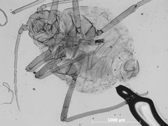 Plocamaphis braggii by the Smithsonian. Used under a CC0 license.