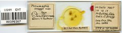 Plocamaphis braggii by the Smithsonian. Used under a CC0 license.