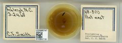 Prociphilus (Prociphilus) carolinensis by the Smithsonian. Used under a CC0 license.