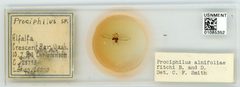 Prociphilus (Prociphilus) caryae by the Smithsonian. Used under a CC0 license.